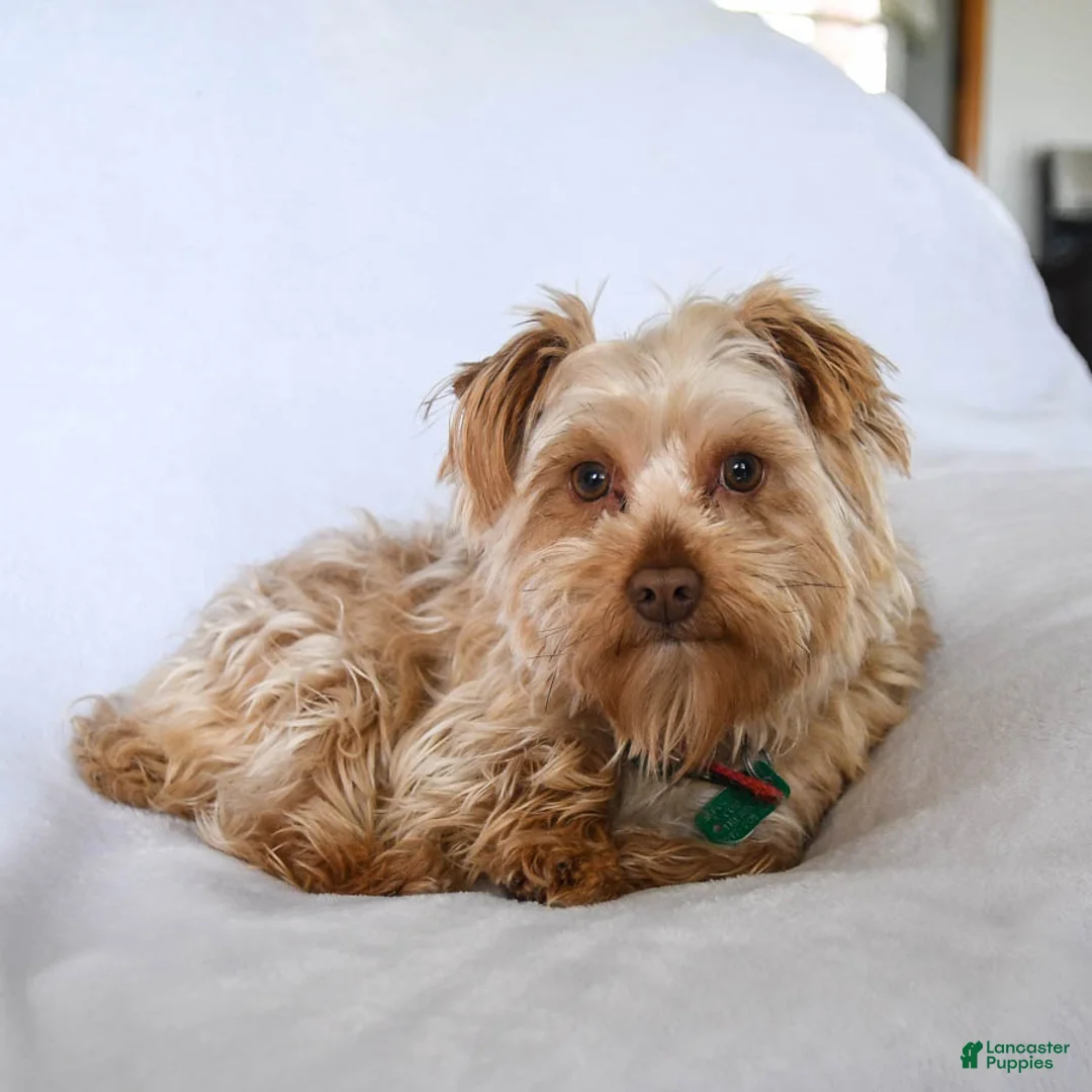 Yorkshire Terrier dogs for sale: Charmer - Ad 7