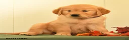 Golden Retriever dogs for sale: Darla - Ad 2