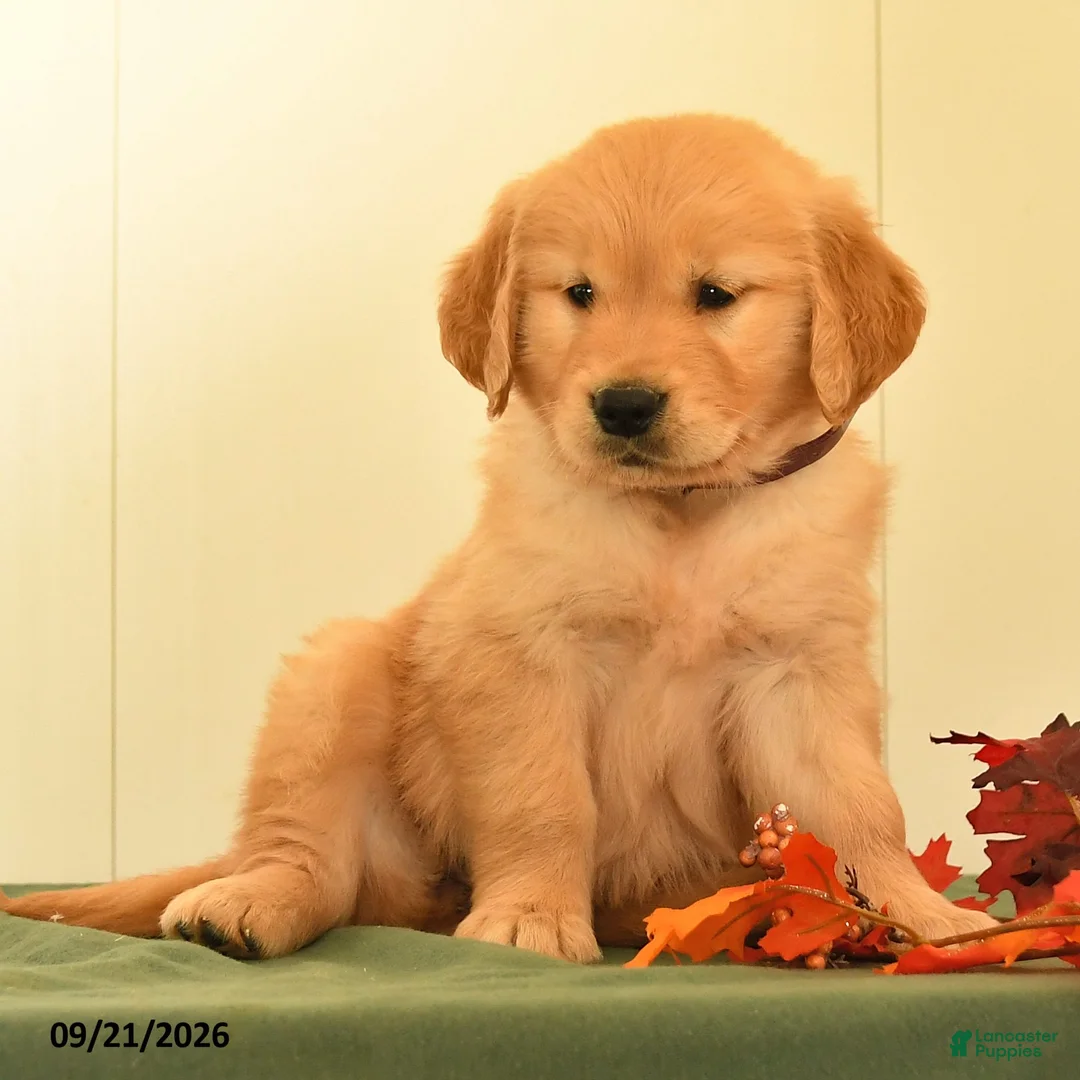 Golden Retriever dogs for sale: Darla - Ad 2