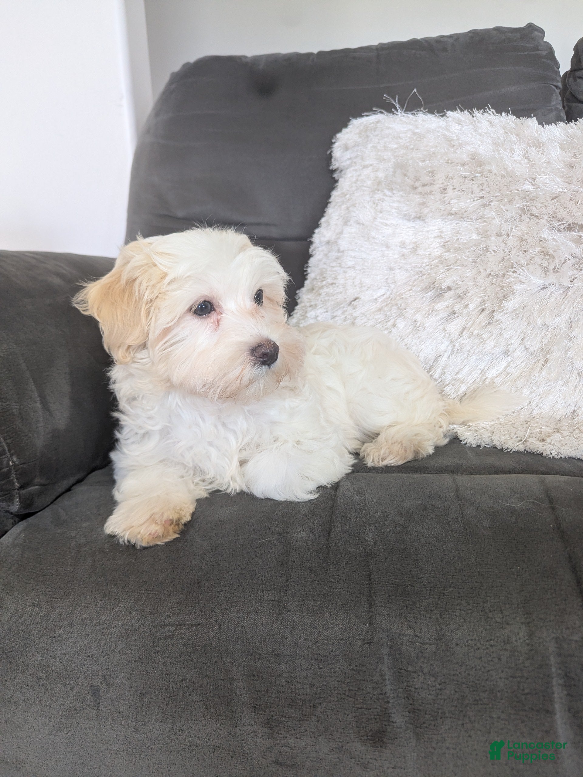 Havanese dogs Oakley  - Ad 2