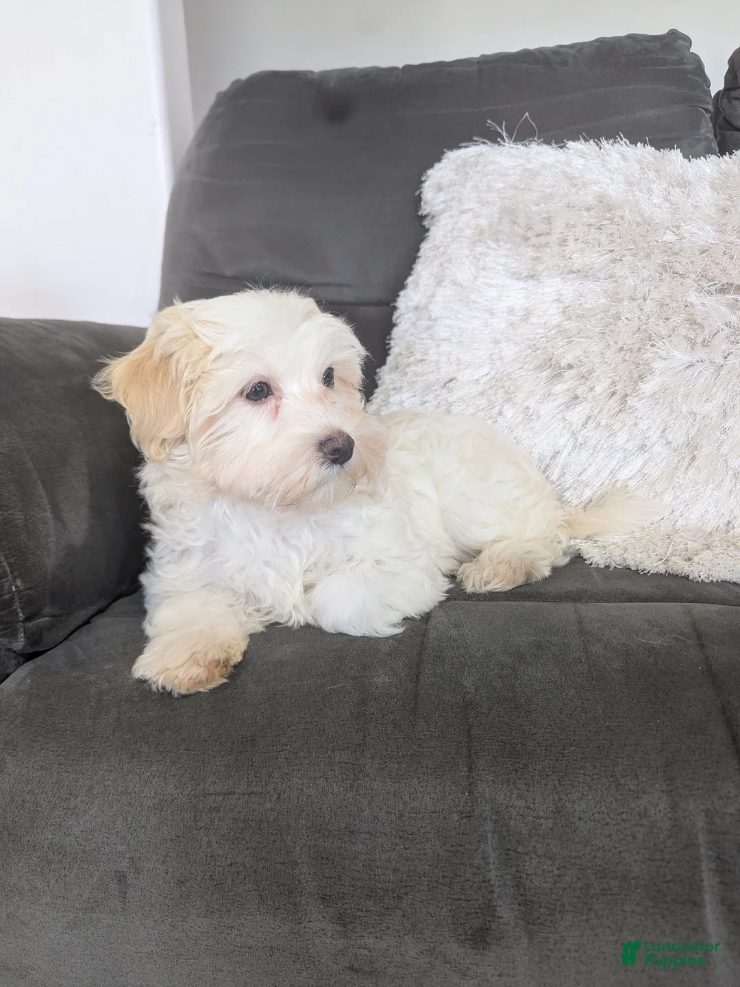 Havanese dogs for sale: Oakley  - Ad 2