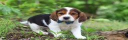 Beagle dogs for sale: Crew - Ad 4