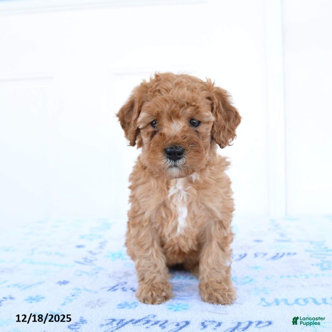 Miniature Poodle dogs for sale: Wren - Ad 2