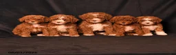 Toy Poodle dogs for sale: Derek - Ad 5