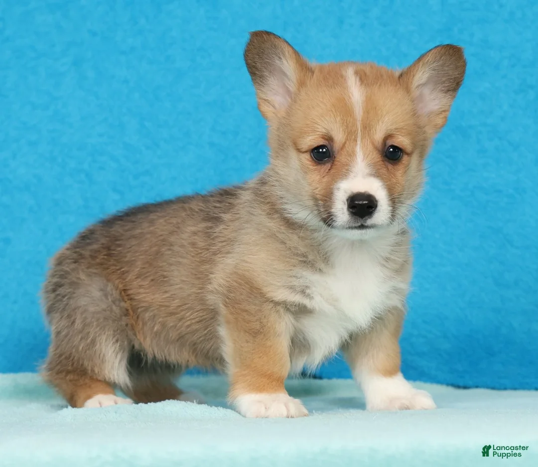 Welsh Corgi Pembroke dogs for sale: Sadie - Ad 1