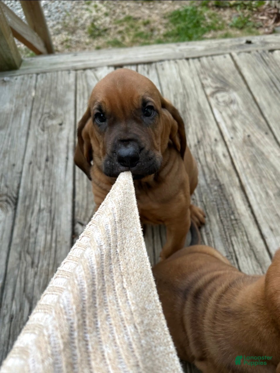 Bloodhound dogs Bloodhound Puppy 6 - Ad 6
