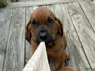 Bloodhound dogs Bloodhound Puppy 6 - Ad 6