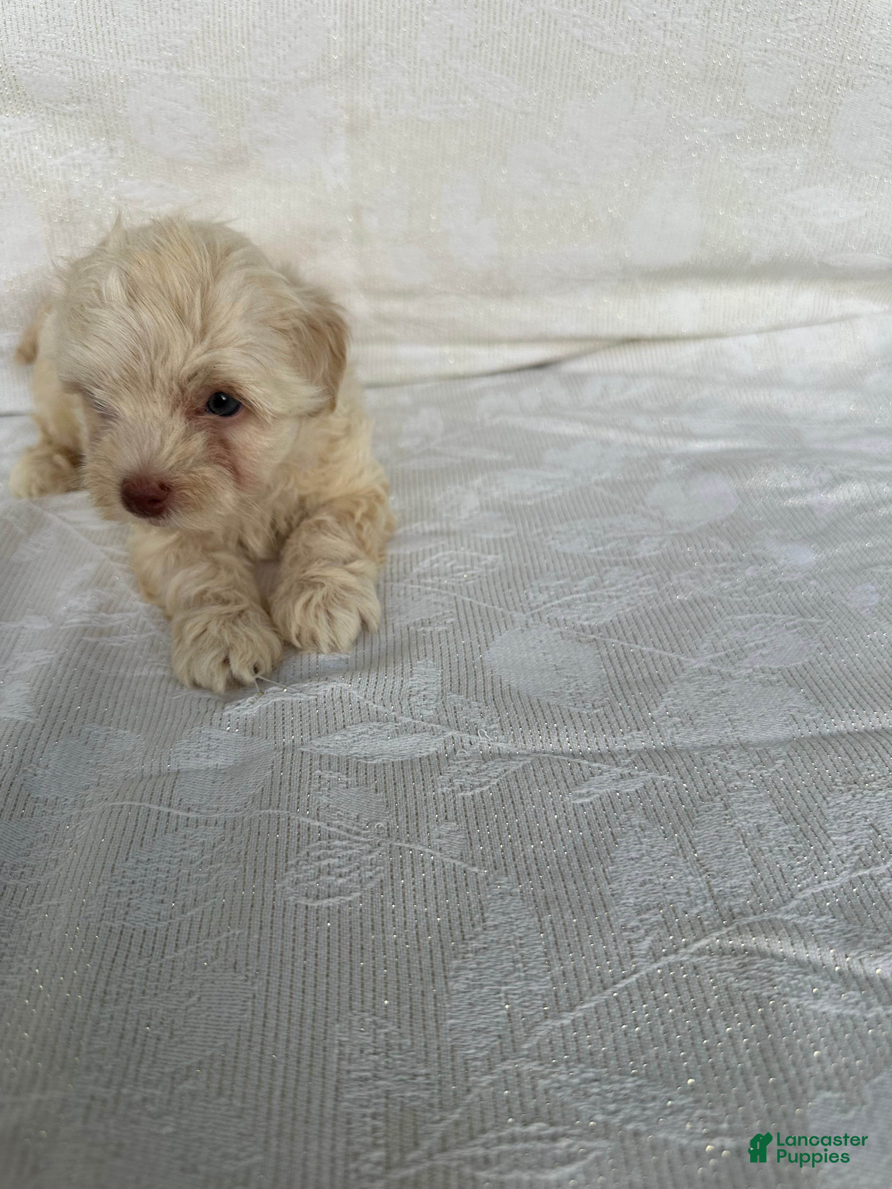 Morkie dogs Morkie 2 - Ad 14