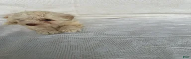 Morkie 2