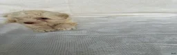 Morkie dogs for sale: Morkie 2 - Ad 1