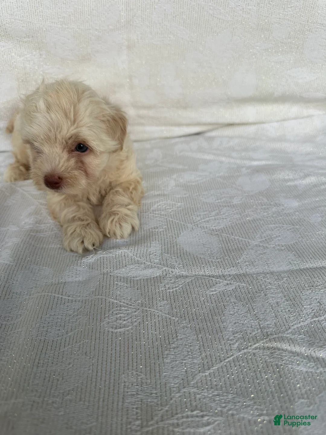 Morkie dogs for sale: Morkie 2 - Ad 1
