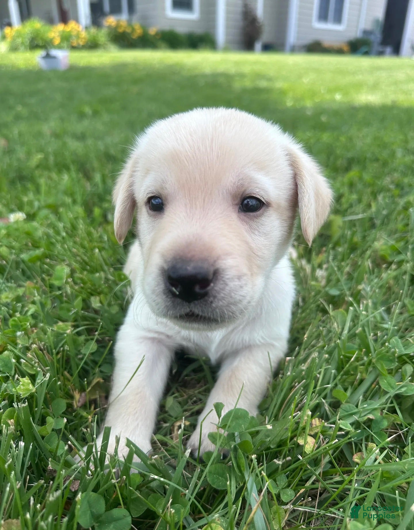 Labrador Retriever dogs Bullet  - Ad 1