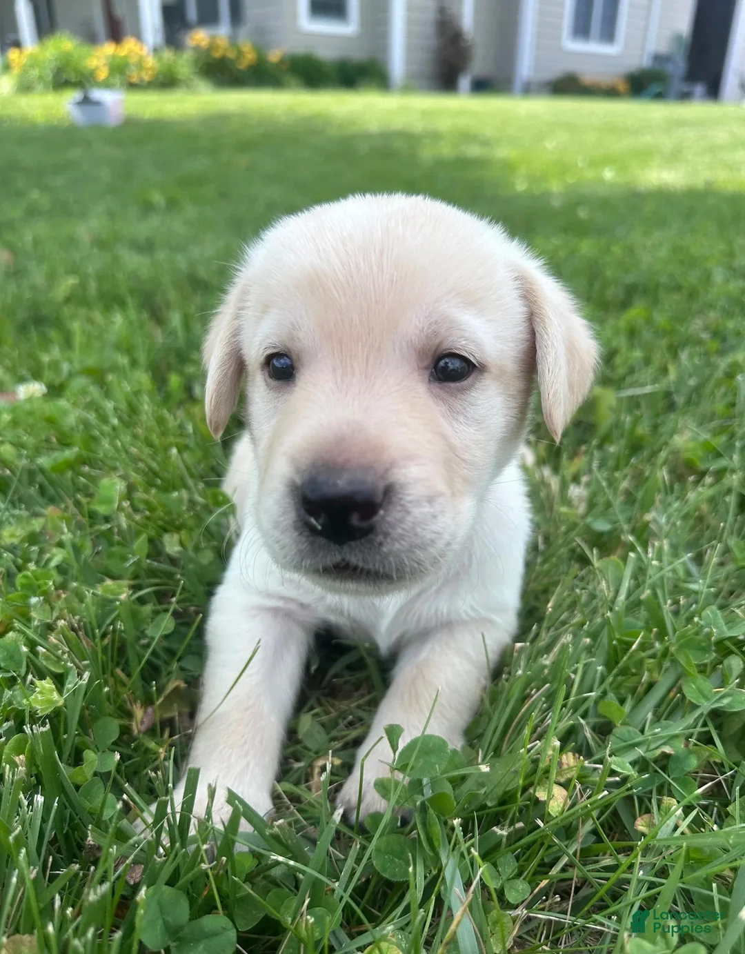 Labrador Retriever dogs for sale: Bullet  - Ad 1