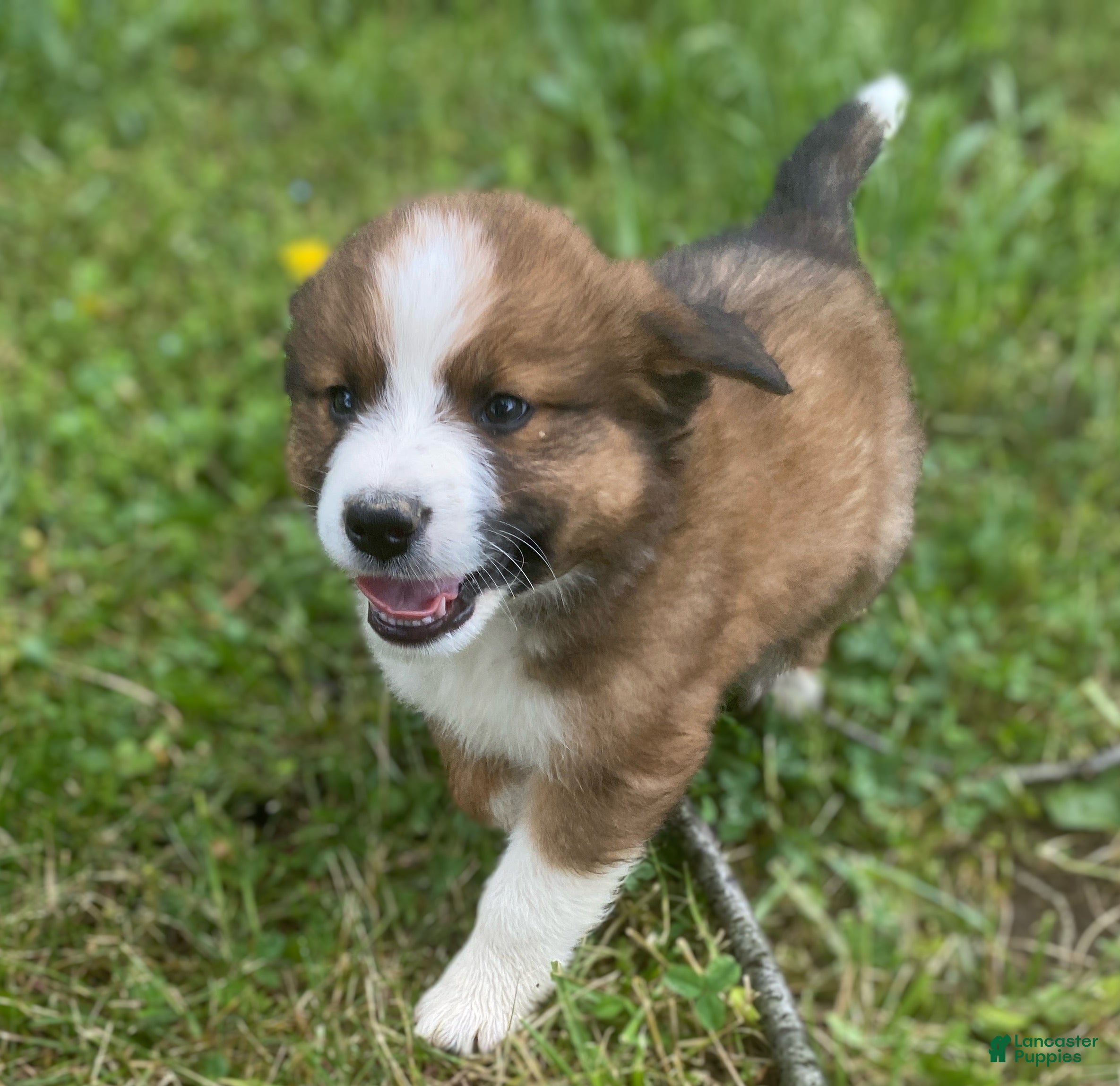 Mixed Breed dogs for sale: ♥️SWEET RIVER♥️ - Ad 4