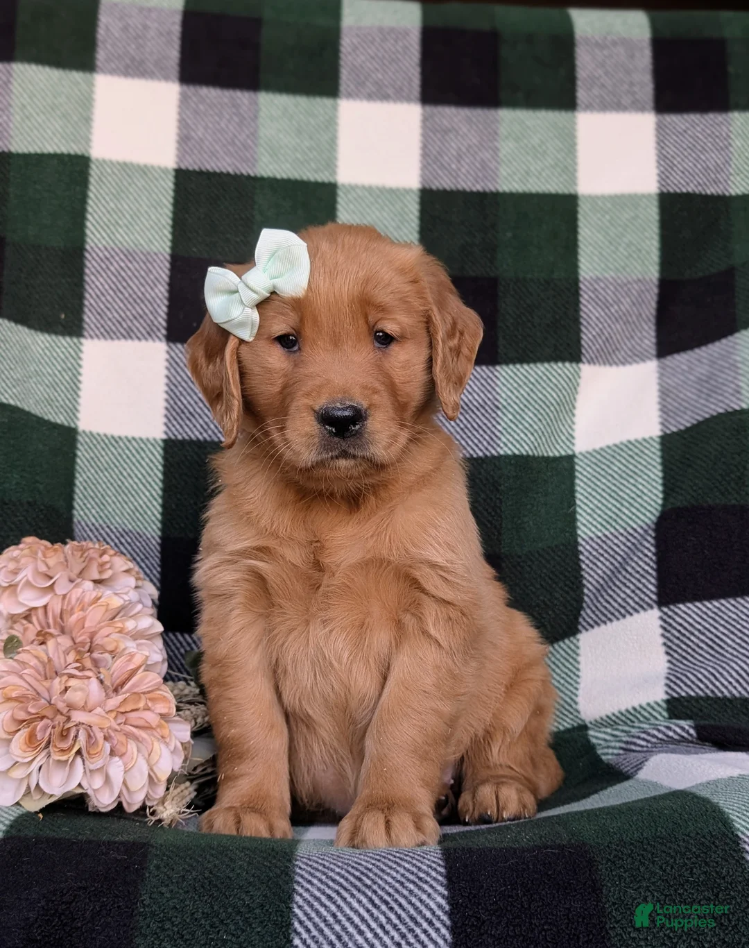 Golden Retriever dogs for sale: Macayla - Ad 2