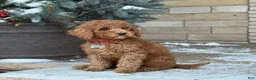 Standard Poodle dogs for sale: Bentley - Moyen Size Poodle - Ad 2