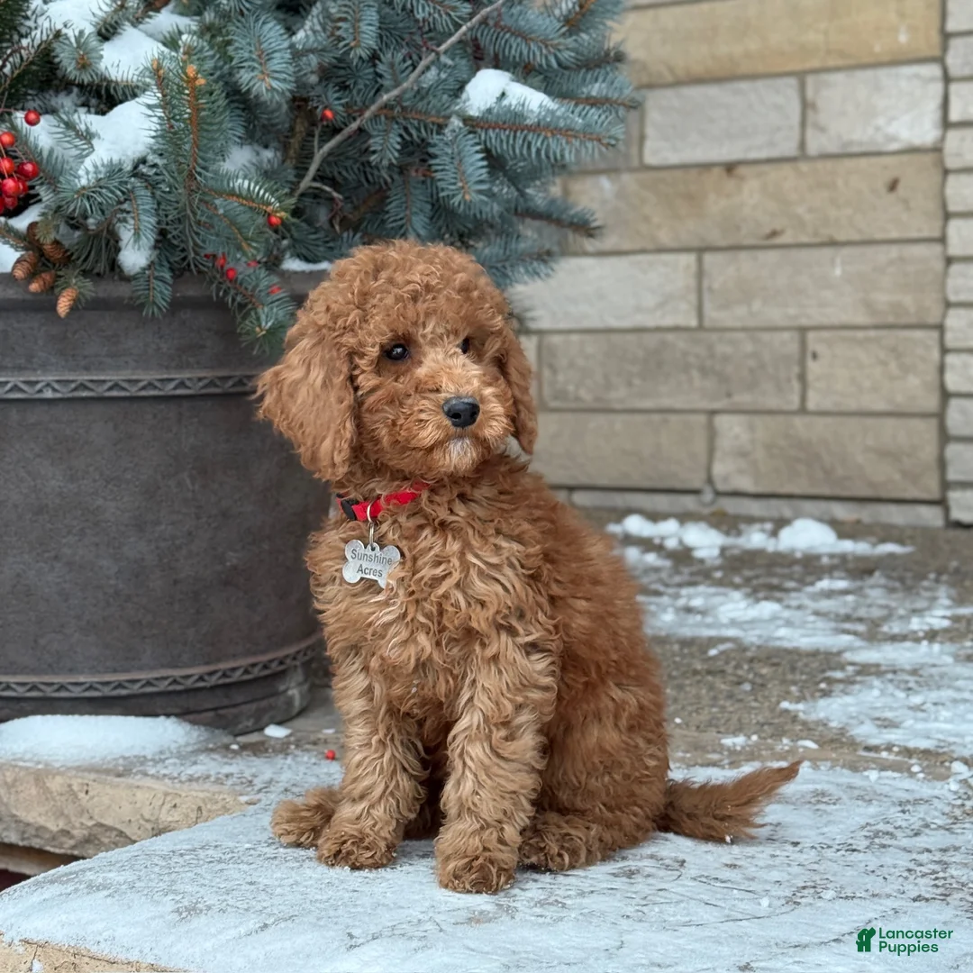 Standard Poodle dogs for sale: Bentley - Moyen Size Poodle - Ad 2