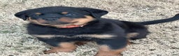 Rottweiler dogs for sale: Rottweiler Puppy 1 - Ad 4