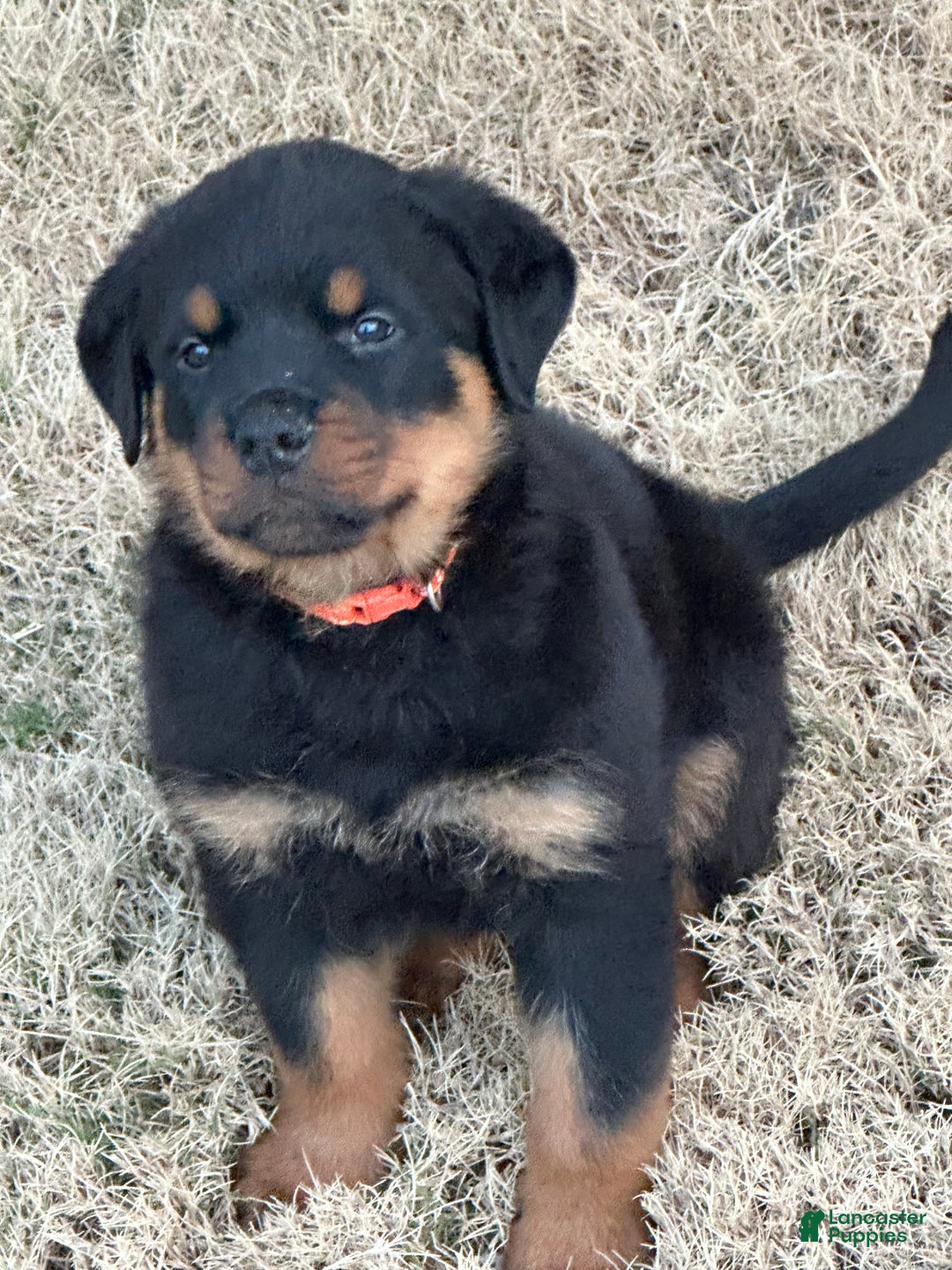 Rottweiler dogs for sale: Rottweiler Puppy 1 - Ad 4