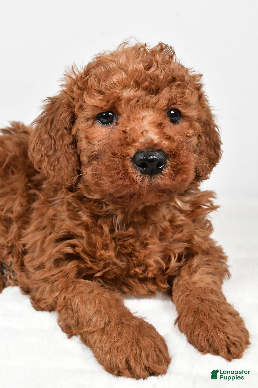 Mini Goldendoodle dogs for sale: Bently - Ad 4