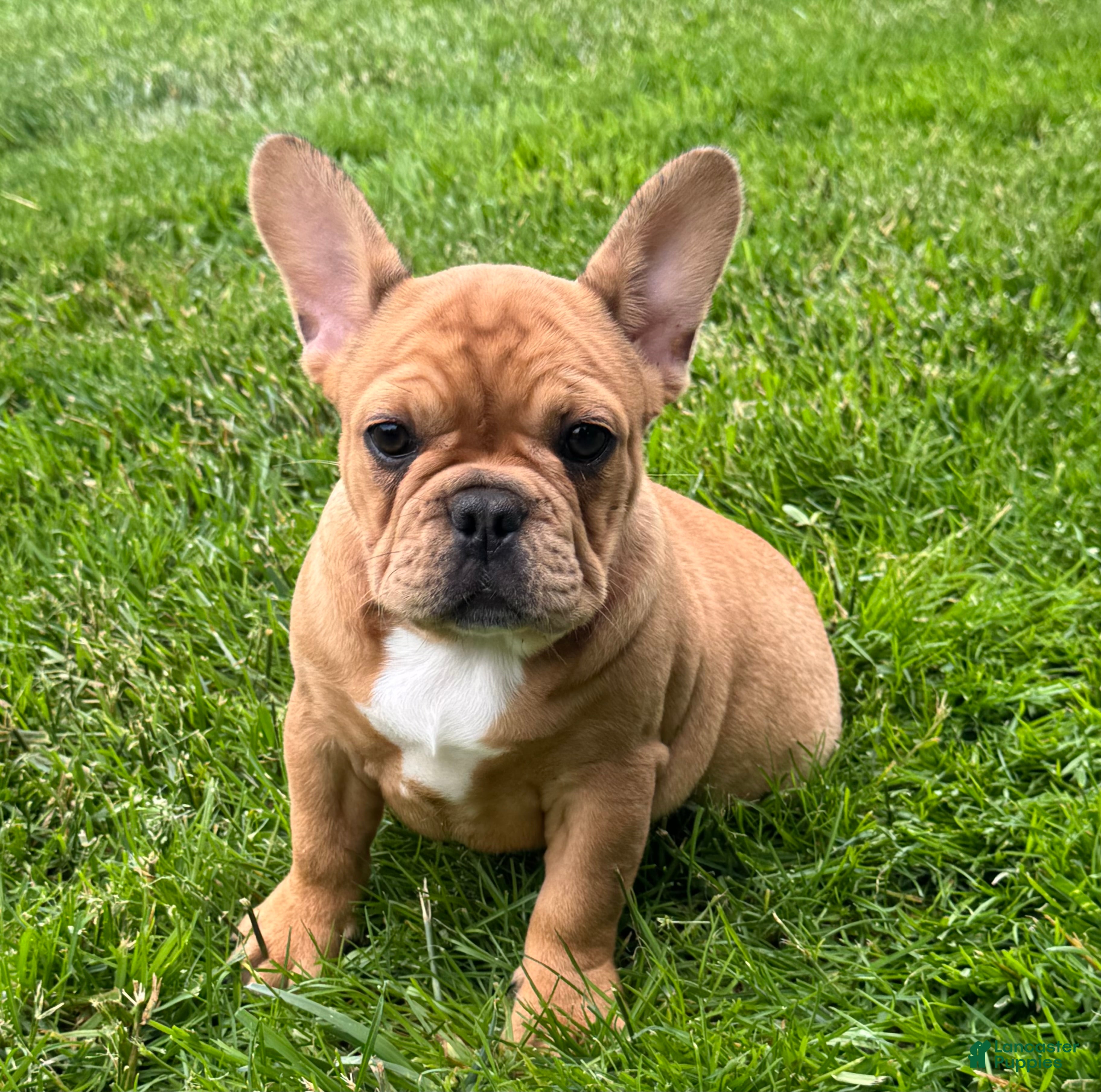 French Bulldog dogs for sale: Everest  - Ad 2