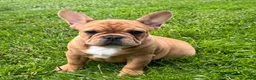 French Bulldog dogs for sale: Everest  - Ad 1