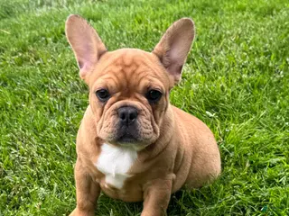 French Bulldog dogs for sale: Everest - Ad 2