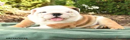 English Bulldog dogs for sale: Poky - Ad 4