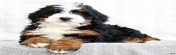 Mini Bernedoodle dogs for sale: Jib - Ad 5