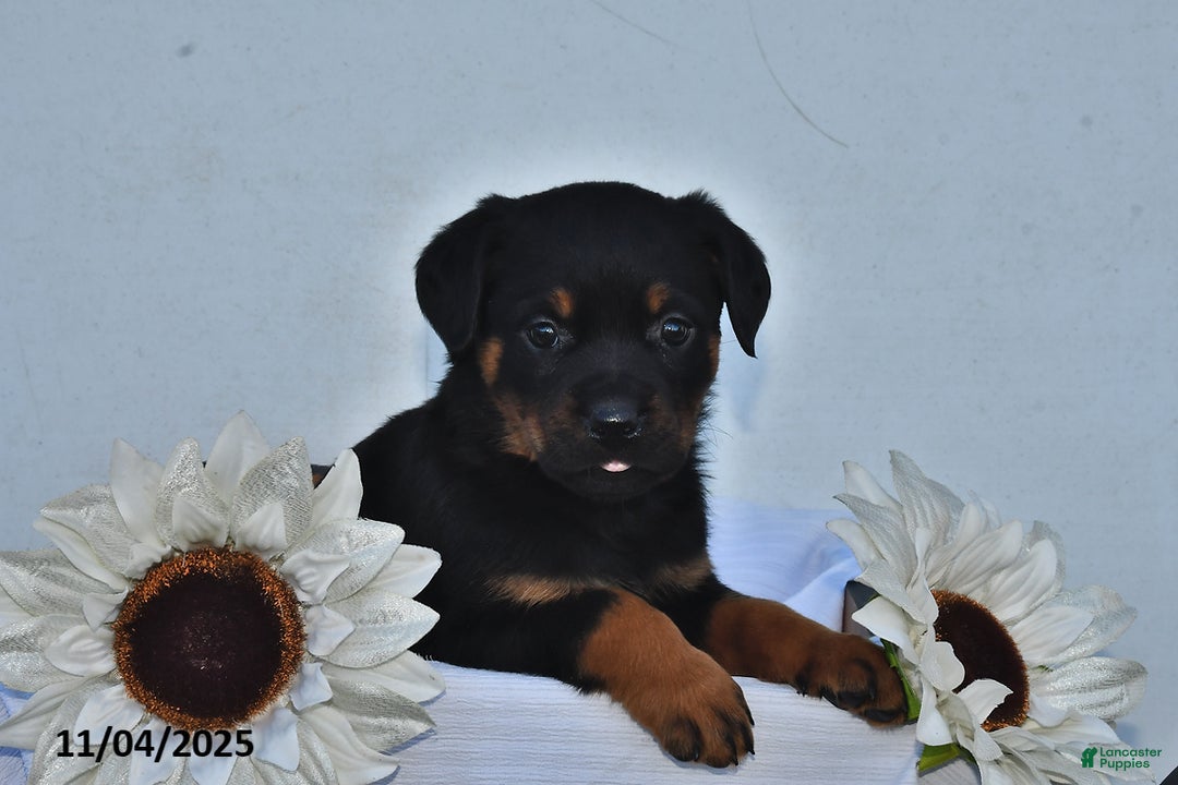 Rottweiler dogs for sale: Piper - Ad 1