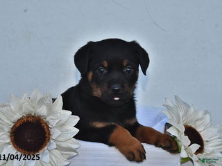 Rottweiler dogs Piper - Ad 42