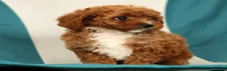 Cavapoo dogs for sale: Megan - Ad 5