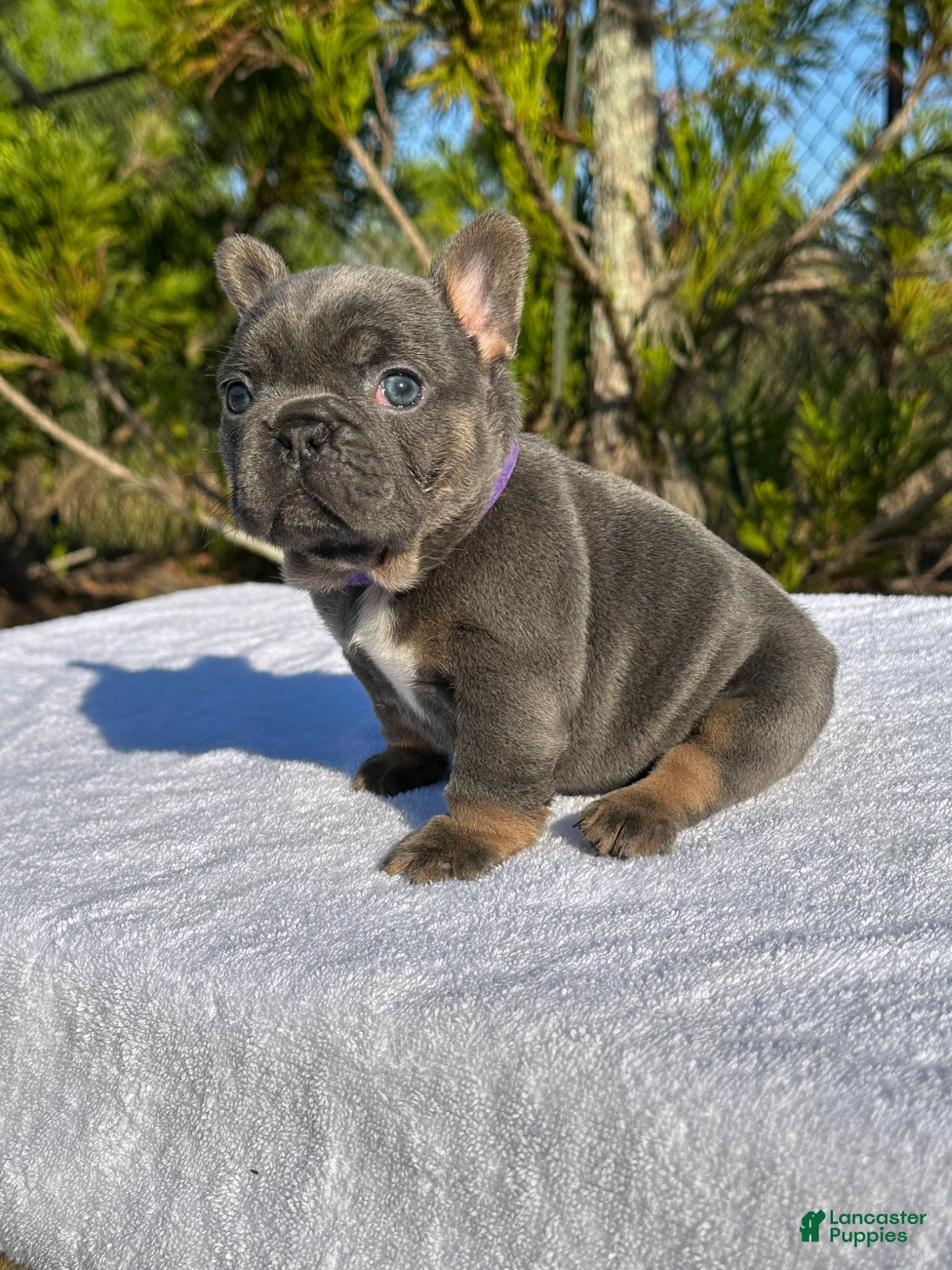 French Bulldog dogs French Bulldog Puppy 2 - Ad 2