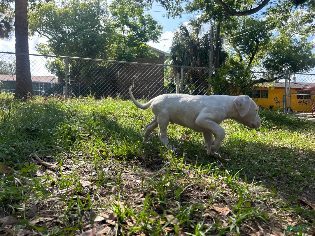 Dogo Argentino dogs for sale: Dogo Argentino Rex - Ad 2