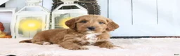 Mini Goldendoodle dogs for sale: Butler - Ad 2