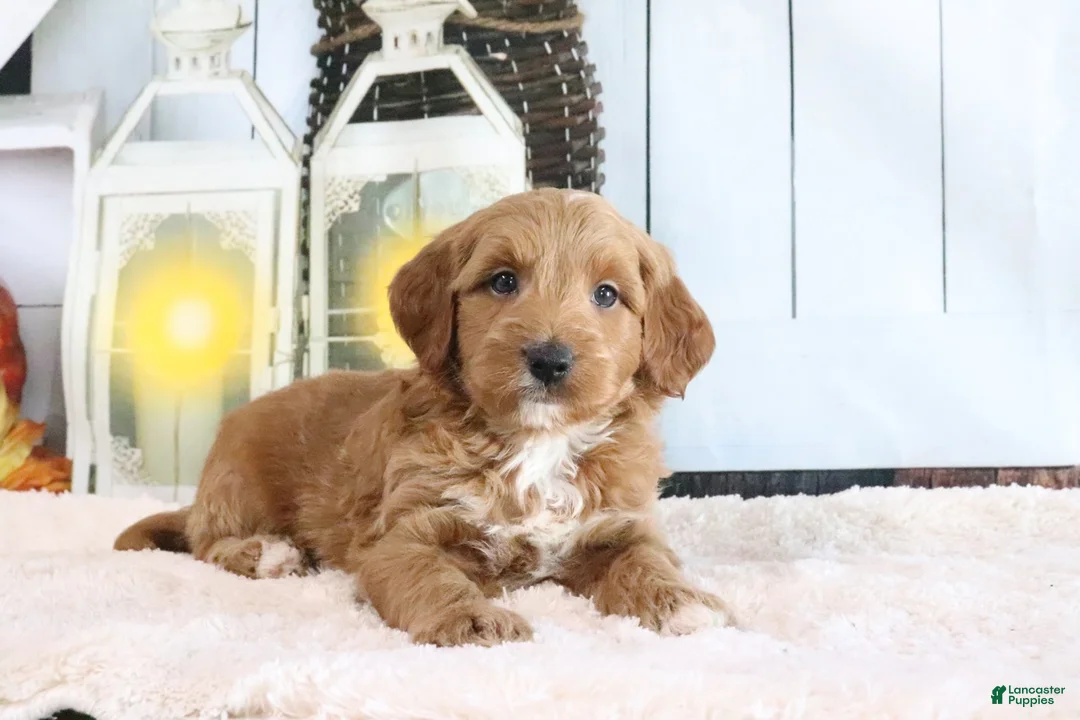 Mini Goldendoodle dogs for sale: Butler - Ad 2