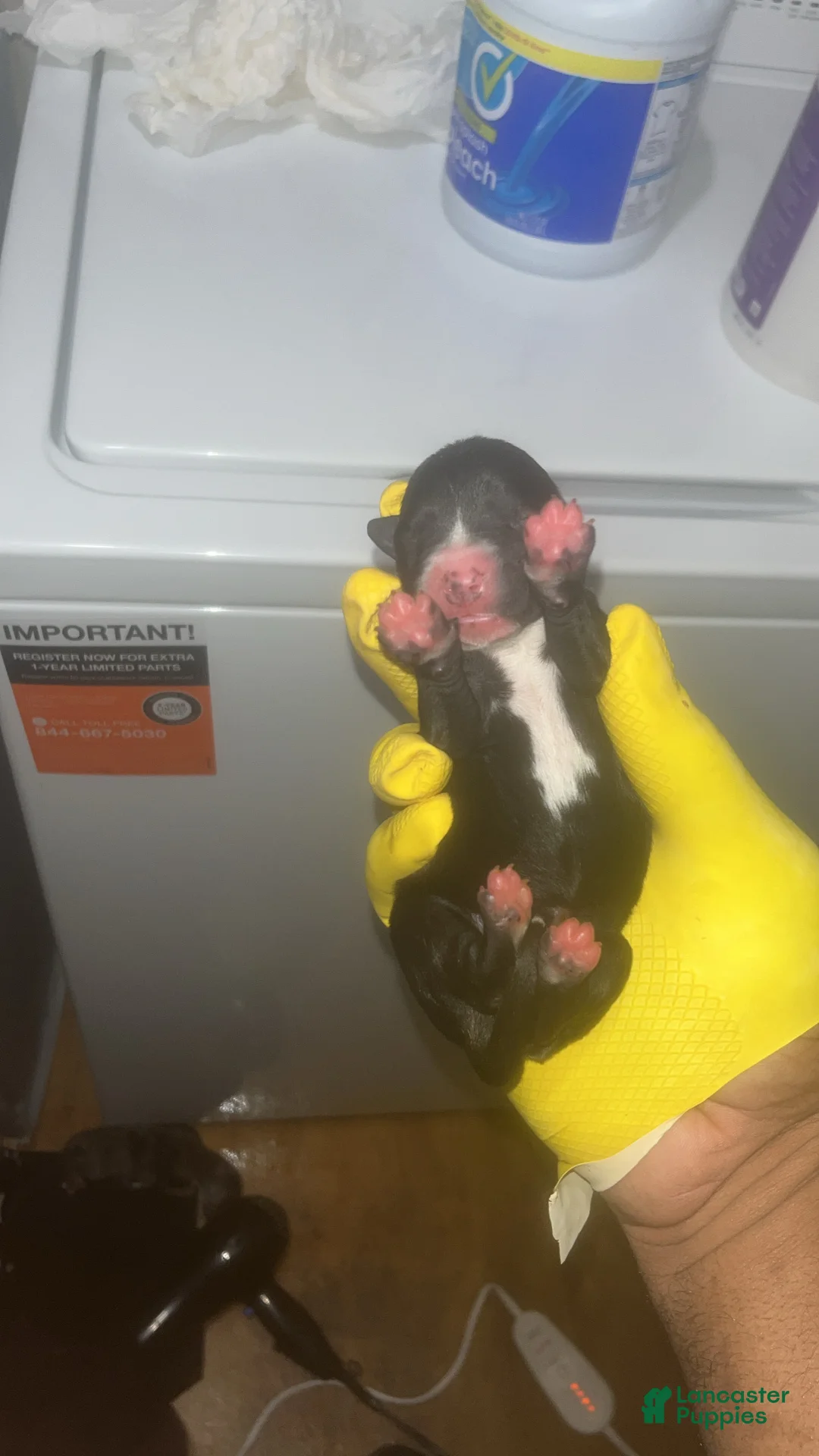 American Pit Bull Terrier dogs for sale: American Pit Bull Terrier 2 - Ad 1