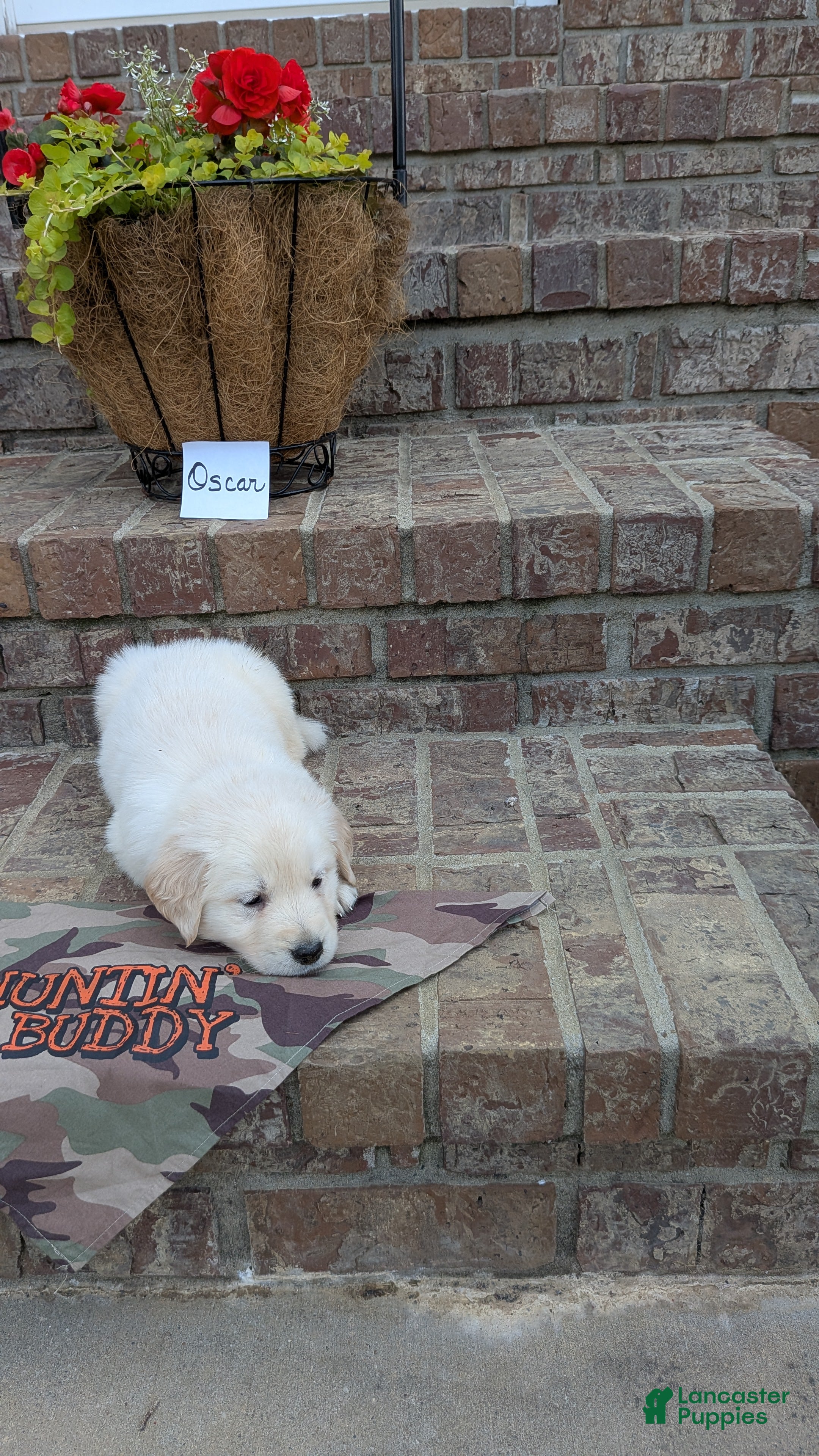 Golden Retriever dogs Oscar, AKC - Ad 1