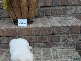 Golden Retriever dogs for sale: Oscar, AKC - Ad 4