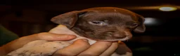 German Shorthaired Pointer dogs for sale: Rooster, liver/white - Ad 5