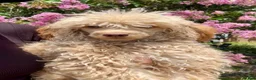 Cockapoo dogs for sale: Pal - Ad 3