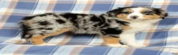 Australian Shepherd dogs for sale: Macey - Ad 3