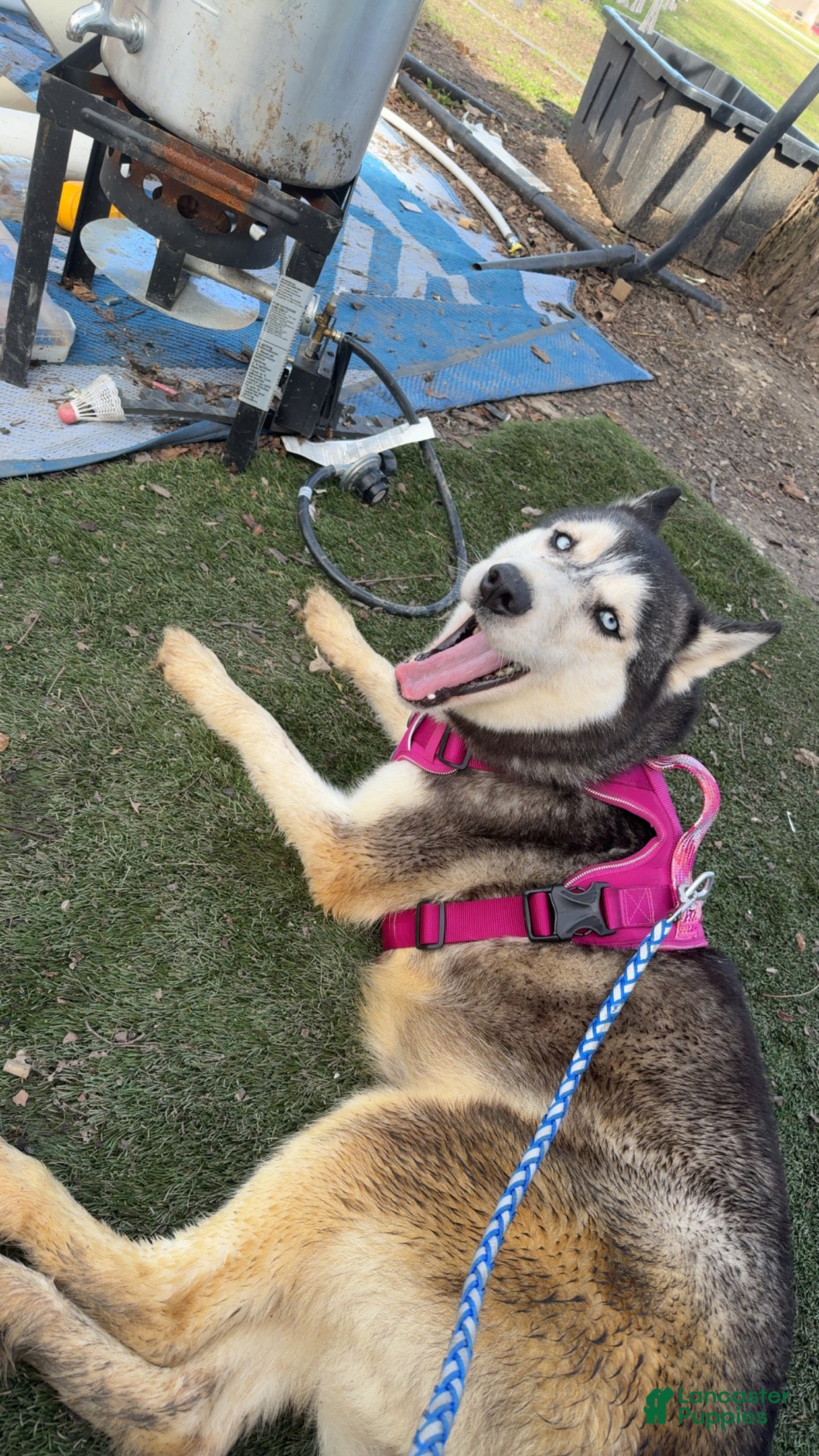 Siberian Husky dogs Freya - Ad 5