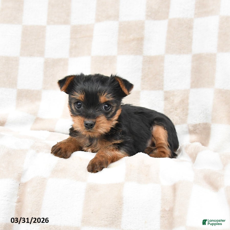 Yorkshire Terrier dogs Ruby - Ad 1