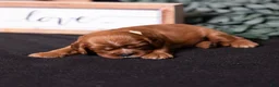 Cavalier King Charles Spaniel dogs for sale: Tyson - Ad 4