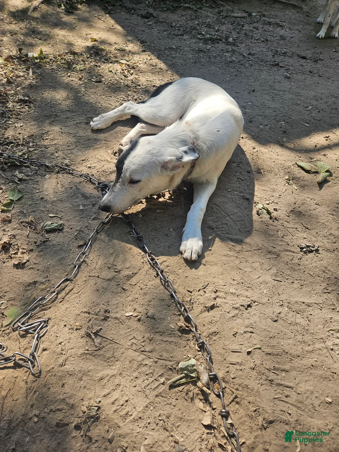 Border Collie dogs for sale: Hondo - Ad 5