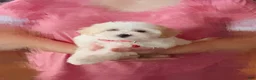 Maltipoo dogs for sale: ❤️ Bowdy ❤️ - Ad 9
