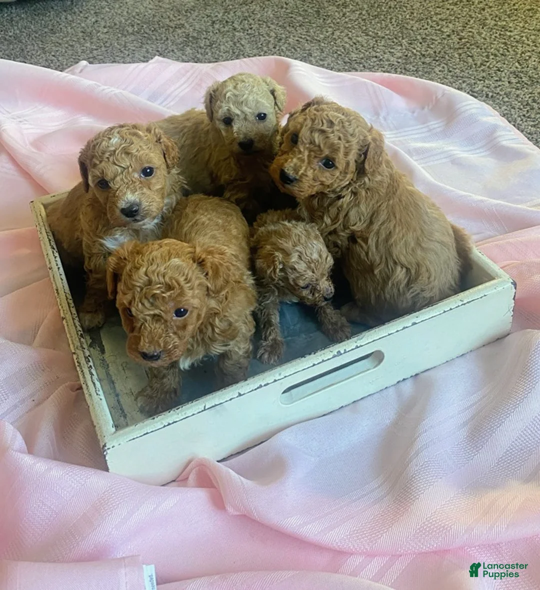 Toy Poodle dogs for sale: LITTLE ARCHIE - Ad 28