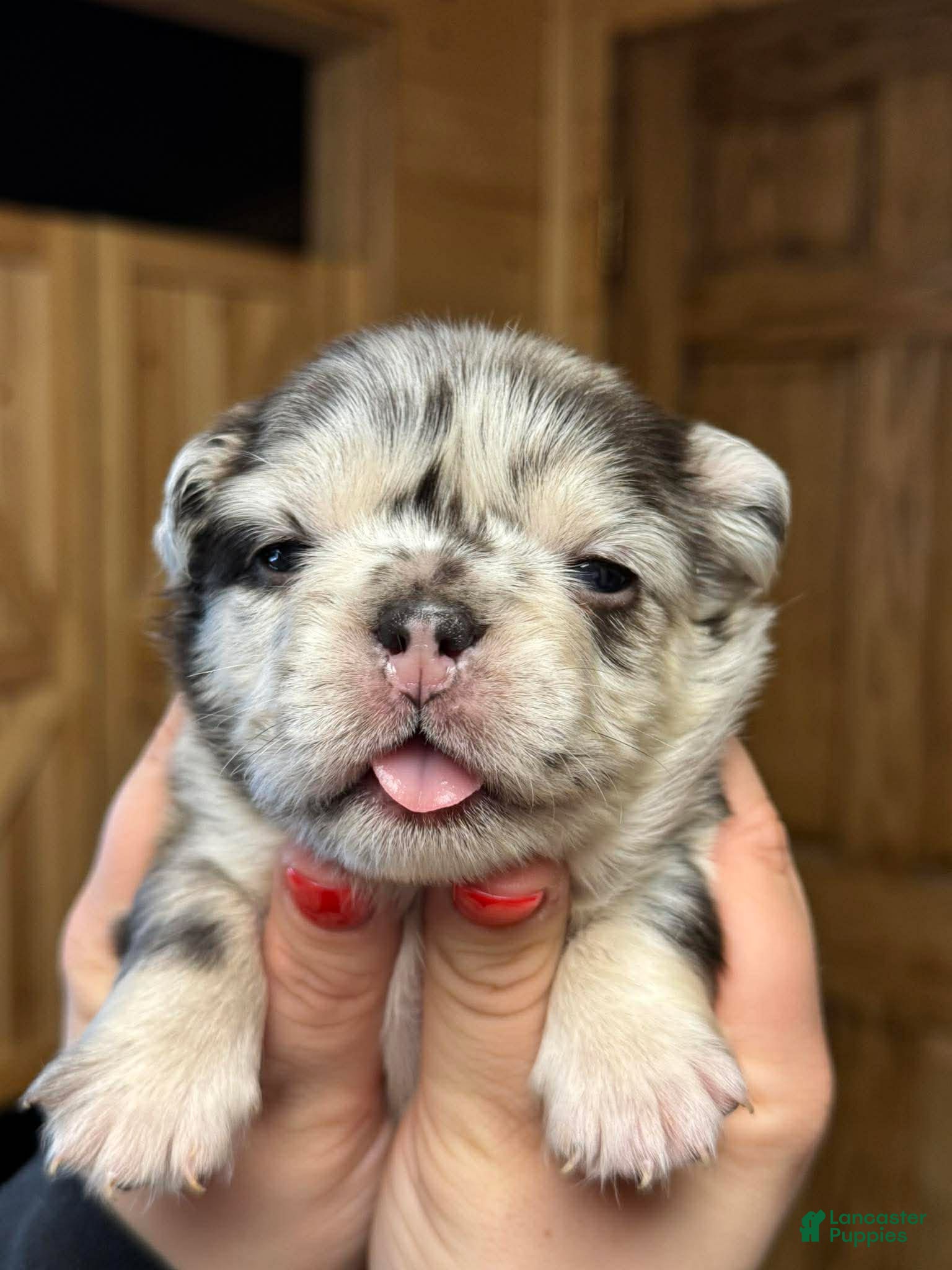 French Bulldog dogs Split face - Ad 2