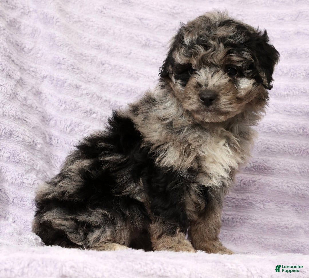 Mini Aussiedoodle dogs for sale: Molly - Ad 8